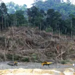 Rehabilitasi Hutan Kalteng Baru 18 Persen, DPRD Soroti Lemahnya Pengawasan dan Kinerja Kehutanan
