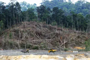 Rehabilitasi Hutan Kalteng Baru 18 Persen, DPRD Soroti Lemahnya Pengawasan dan Kinerja Kehutanan