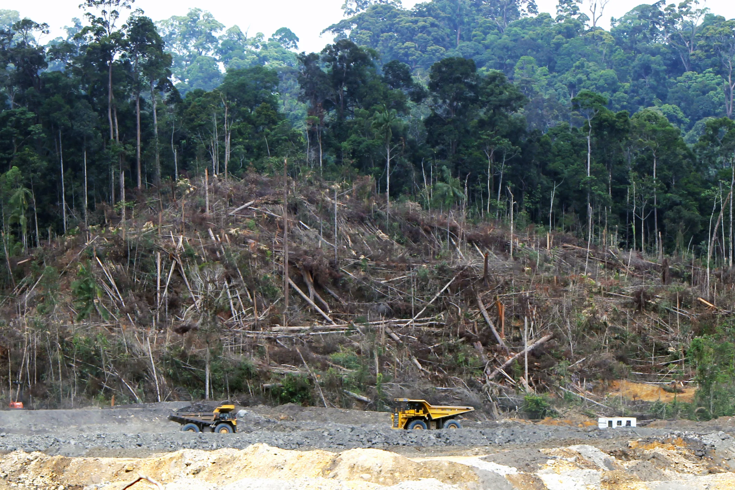 Rehabilitasi Hutan Kalteng Baru 18 Persen, DPRD Soroti Lemahnya Pengawasan dan Kinerja Kehutanan