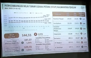 NTP Naik Tipis: Petani Kalteng Belum Sepenuhnya Menikmati Kenaikan Harga Hasil Panen