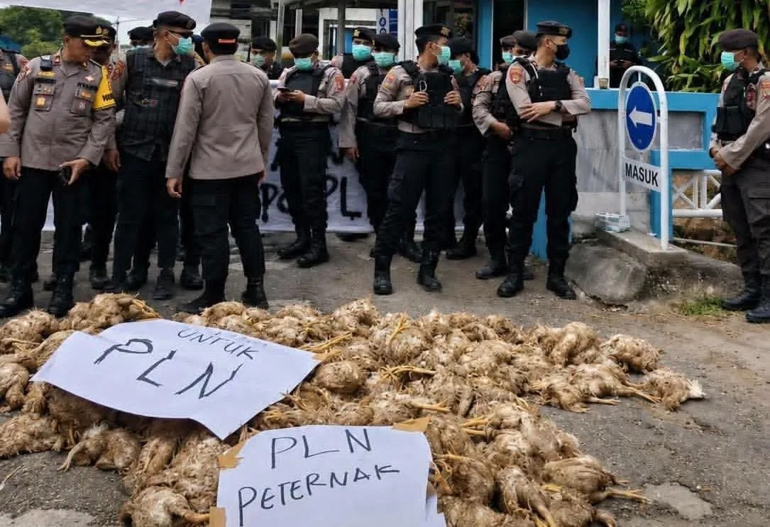 PLN Palangka Raya Dilempari Bangkai Ayam, Buntut Pemadaman Listrik Bergilir